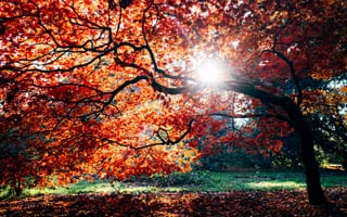 Картинка осень, падать, 5к, осенняя листва, национальный дендрарий, Англия, Солнечный лучик, Вестонбирт, клен