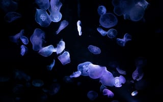 Картинка медузы, под водой, биолюминесценция, 5к, темный, глубокий океан, 8k, черный