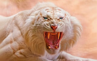 Картинка белый тигр, ревущий, хищник, голубые глаза, дикий