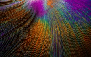 Картинка павлинье перо, изогнутые линии, красочный, частицы