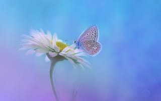 Картинка бабочка, градиент, белый цветок