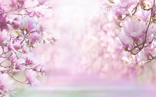 Картинка цветы магнолии, цвести, розовый, розовые цветы
