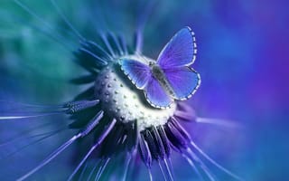 Картинка бабочка, ликаниды, фиолетовый, крупным планом, синий