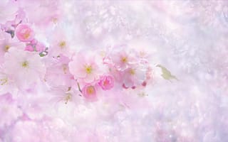 Картинка вишня в цвету, розовые цветы, девчушка с, весна, природа, розовый, Вишневое дерево