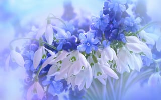 Картинка синие цветы, гиацинт, белый, цвести, природа