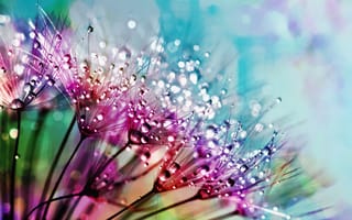 Картинка цветы одуванчика, многоцветный, капли воды, 5к, красочный, эстетический