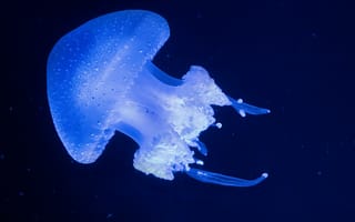 Картинка медуза, под водой, 5к, светящийся, синий