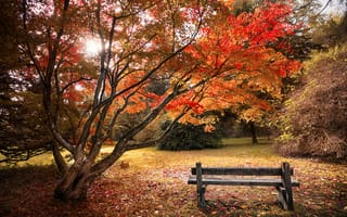 Картинка клены, Осенние листья, 5к, деревянная скамейка, красивый, пейзаж