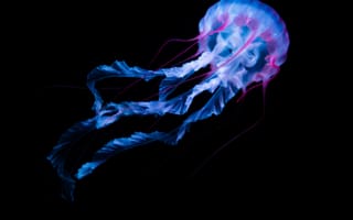 Картинка медуза, аквариум, черный, белый, амолед, биолюминесценция, светящийся, под водой