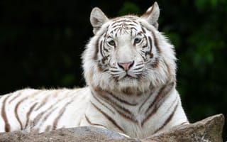 Картинка белый тигр, Сибирский тигр, большой кот