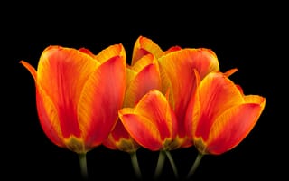Картинка оранжевые тюльпаны, черный, весенние цветы, цвести, красочный