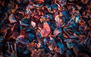Картинка Осенние листья, фиолетовый, 5к, дневное время, опавшие листья, снег, листва, мороз, зима