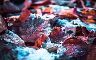 Картинка Осенние листья, снег, фиолетовый, зима, иней листья, крупным планом, 5к