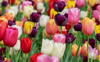 Картинка тюльпан цветы, многоцветный, фиолетовый, розовый, красочный, цветник, красивый, 5к, поле тюльпанов