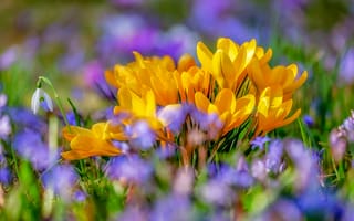 Картинка цветы шафрана, желтые цветы, крокус цветок, красочный, 5к, боке