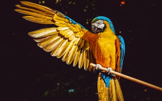 Картинка желтый ара, птица, 5к, красочный, черный, попугай