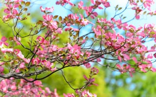 Картинка розовые цветы, весна, цвести, красивый, 5к, боке, зеленый