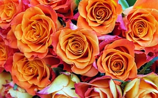 Картинка розовые цветы, оранжевые цветы, 5к, цветочный, сад, крупным планом, красочный, цвести