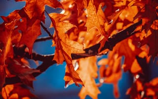 Картинка Осенние листья, оранжевый лист, 5к, крупным планом, Солнечный лучик