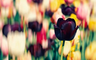 Картинка тюльпан цветы, фиолетовый, весна, цвести, 5к, многоцветный, поле тюльпанов, боке
