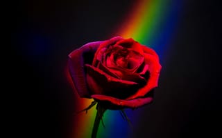 Картинка Красная роза, черный, 5к, красочный, крупным планом, радуга, цвести