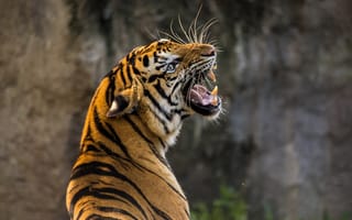 Картинка тигр, ревущий, 5к, дикое животное, хищник, крупным планом, большой кот