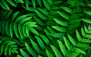 Картинка зеленые листья, папоротники, крупным планом, лист, 5к, весна
