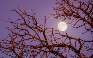 Картинка сумеречная луна, ночь, вид на небо, эстетический, 5к, ветви дерева