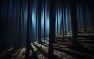 Картинка темный лес, леса, тайна, ночное время, темный, тень, 5к, преследуемый, высокие деревья