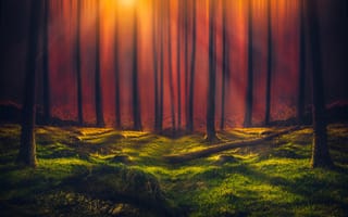 Картинка солнечные лучи, лес, высокие деревья, трава, апельсин, леса, 5к, Солнечный