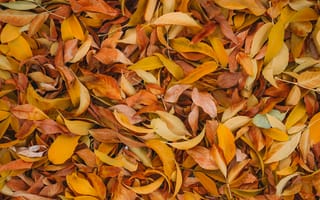 Картинка листья, осенняя листва, желтый, 5к, коричневый