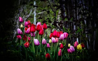 Картинка тюльпан цветы, многоцветный, растение, деревья, красочный, 5к, весна, зеленый, цвести, красный, розовый