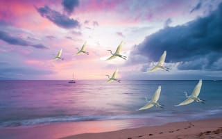 Картинка белые цапли, белые птицы, песок, облака, море, пляж, морской пейзаж, лодка, закат, фиолетовое небо, океан