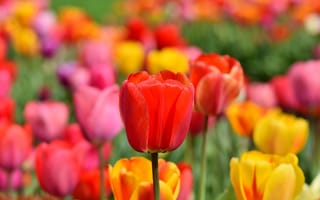 Картинка поле тюльпанов, многоцветный, цвести, желтый, 5к, красочный, красный, цветник, весна