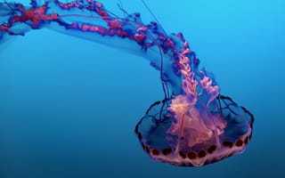 Картинка медуза, розовый, морской аквариум, плавающий, синий, 8k, под водой, 5к