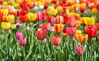 Картинка поле тюльпанов, многоцветный, 5к, весна, тюльпан цветы, красный, цветник, цвести, желтый, красочный, зеленые листья