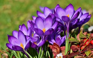 Картинка цветы крокусы, фиолетовые цветы, весна, сад, 5к, цвести, Флора