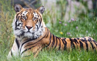 Картинка бенгальский тигр, большой кот, зеленая трава, крупным планом, хищник, зоопарк, дикое животное, 5к