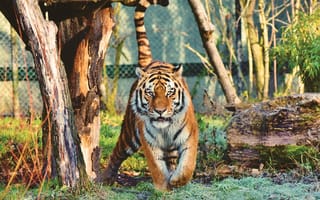 Картинка Сибирский тигр, гулять пешком, хищник, 5к, дикая природа, зоопарк, деревья, большой кот