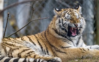 Картинка молодая тигрица, зевая, хищник, 5к, Сибирский тигр, зоопарк, дикое животное, большой кот, крупным планом