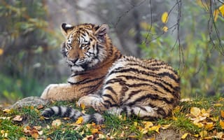 Картинка молодая тигрица, Осенние листья, дикое животное, портрет, 5к, хищник, Сибирский тигр, зоопарк, зеленая трава, большой кот