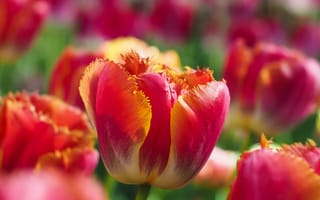 Картинка тюльпаны, сад, цвести, весна, красные цветы, боке, тюльпан цветы