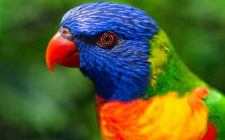 Картинка радужный лорикет, попугай, зеленый, многоцветный, птица, 5к, крупным планом, красочный
