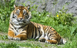 Картинка суматранский тигр, большой кот, глазеть, зоопарк, хищник, дикое животное, зеленая трава