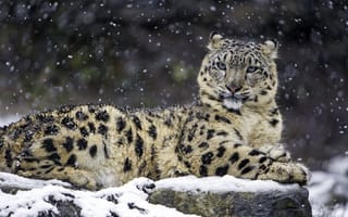 Картинка снежный барс, зима, 5к, хищник, большой кот, дикая природа, зоопарк