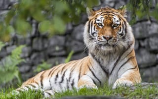 Картинка Сибирский тигр, большой кот, хищник, дикая природа, 5к, зеленая трава