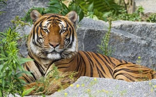 Картинка малайский тигр, большой кот, 5к, хищник, лицо тигра, дикое животное