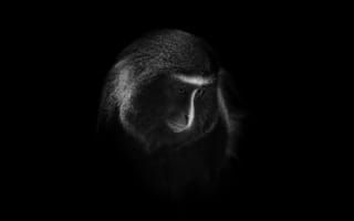 Картинка обезьяна Хэмлина, обезьяна с лицом совы, темный, 8k, 5к, черный