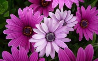 Картинка цветы ромашки, фиолетовые цветы, сад, цвести, крупным планом, розовые цветы