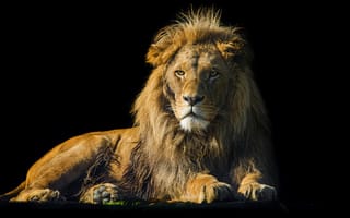 Картинка лев, мужской, Дикая кошка, 5к, черный, зоопарк, 8k